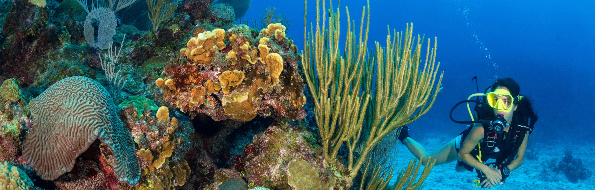 PADI Coral Identification