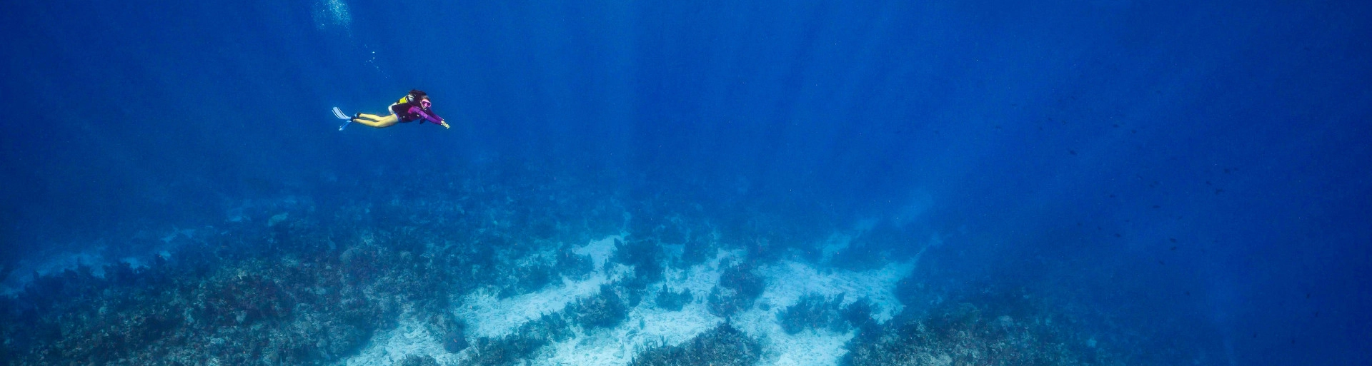 Reef Roamer