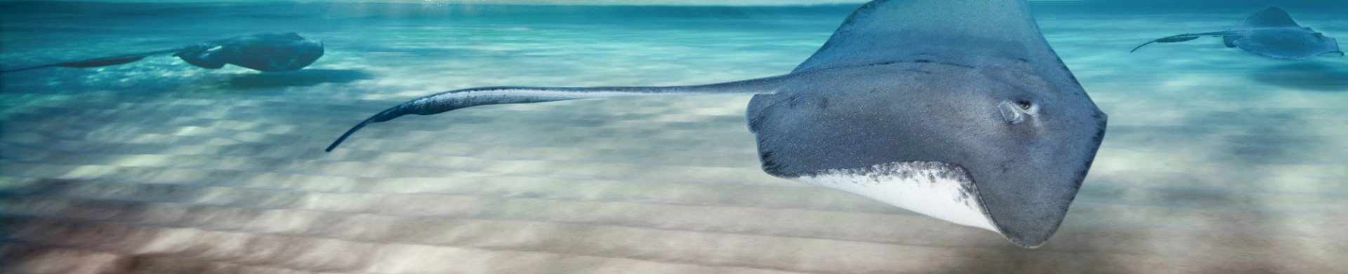 Dawn Stingrays