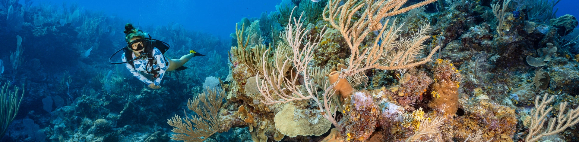 PADI Marine Invertebrate Ecology
