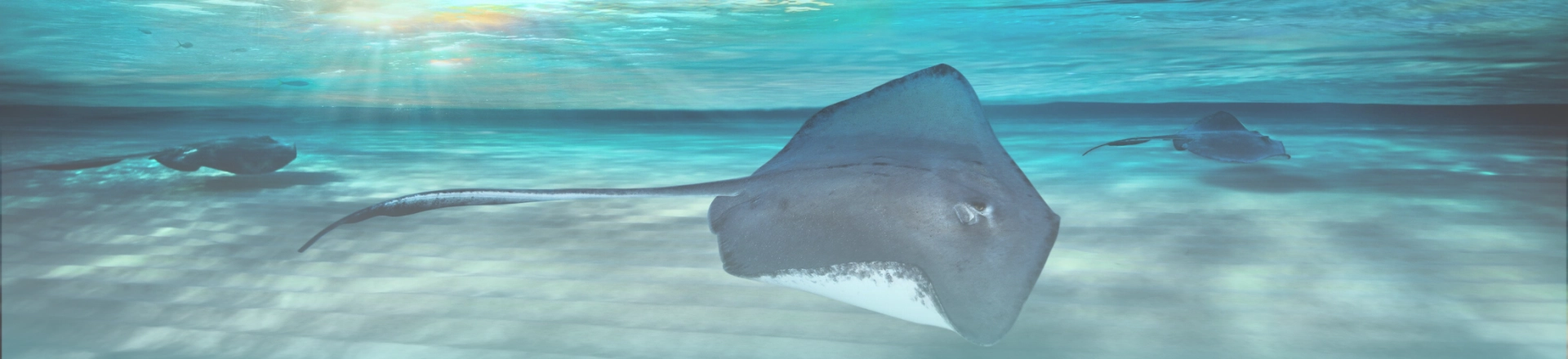 Stingray City Trips