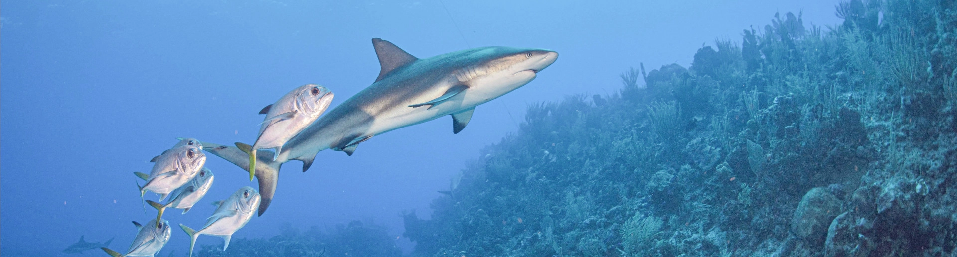 PADI Shark Ecology