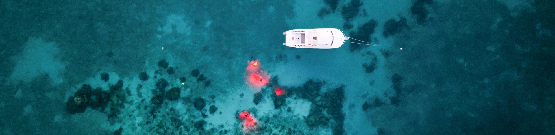 UV Night Dive