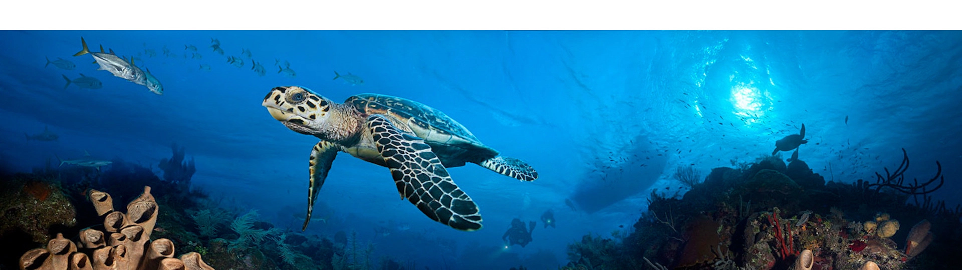 Shore Diving