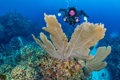 Ocean Frontiers Gallery