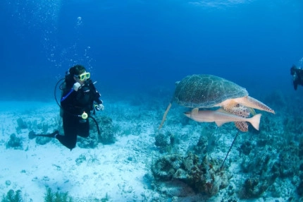 2-Tank Boat Dive in the Cayman Islands