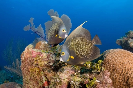 2-Tank Boat Dive in the Cayman Islands
