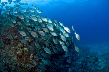 2-Tank Boat Dive in the Cayman Islands