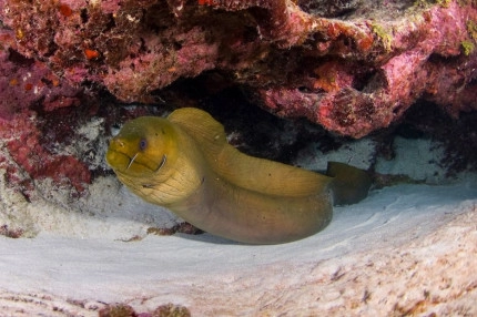 2-Tank Boat Dive in the Cayman Islands