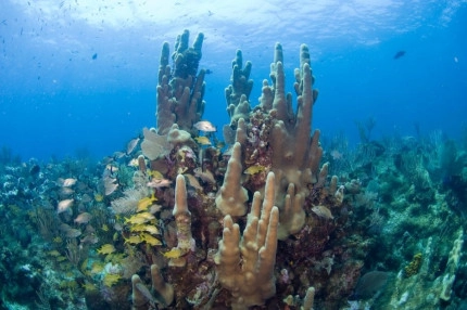 2-Tank Boat Dive in the Cayman Islands