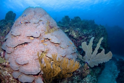 2-Tank Boat Dive in the Cayman Islands