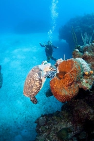 2-Tank Boat Dive in the Cayman Islands