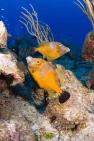 2-Tank Boat Dive in the Cayman Islands