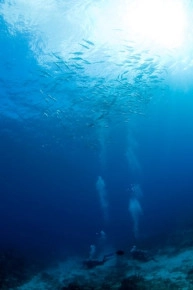 2-Tank Boat Dive in the Cayman Islands
