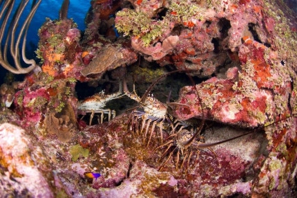2-Tank Boat Dive in the Cayman Islands