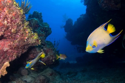 2-Tank Boat Dive in the Cayman Islands
