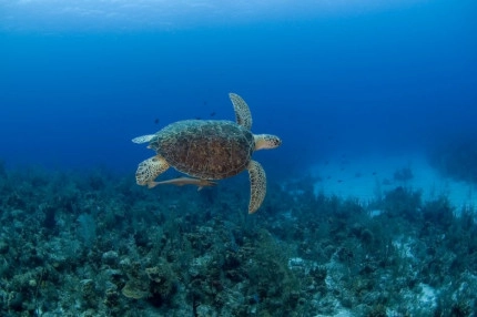 2-Tank Boat Dive in the Cayman Islands