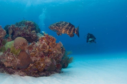 2-Tank Boat Dive in the Cayman Islands