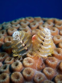 2-Tank Boat Dive in the Cayman Islands
