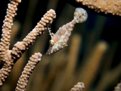 2-Tank Boat Dive in the Cayman Islands