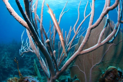 2-Tank Boat Dive in the Cayman Islands