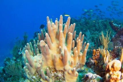 2-Tank Boat Dive in the Cayman Islands