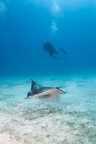 2-Tank Boat Dive in the Cayman Islands