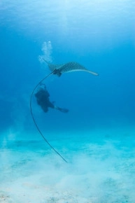 2-Tank Boat Dive in the Cayman Islands