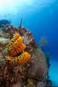 2-Tank Boat Dive in the Cayman Islands