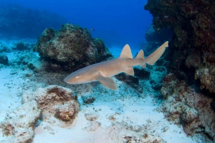 2-Tank Boat Dive in the Cayman Islands