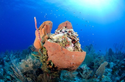 2-Tank Boat Dive in the Cayman Islands