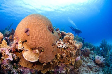 2-Tank Boat Dive in the Cayman Islands