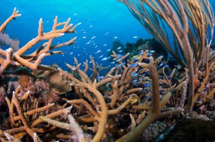 2-Tank Boat Dive in the Cayman Islands