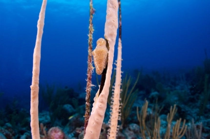 2-Tank Boat Dive in the Cayman Islands
