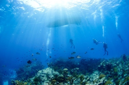2-Tank Boat Dive in the Cayman Islands