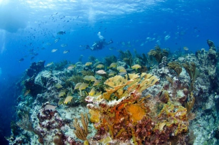 2-Tank Boat Dive in the Cayman Islands