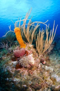 2-Tank Boat Dive in the Cayman Islands