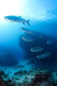 2-Tank Boat Dive in the Cayman Islands