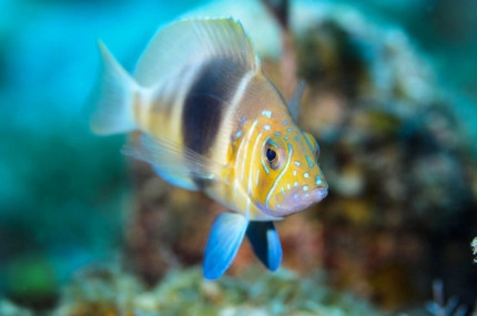 2-Tank Boat Dive in the Cayman Islands