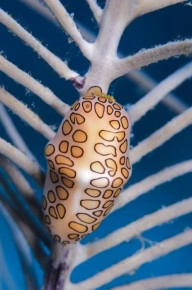 2-Tank Boat Dive in the Cayman Islands