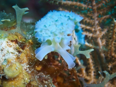 2-Tank Boat Dive in the Cayman Islands