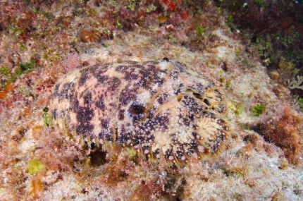2-Tank Boat Dive in the Cayman Islands
