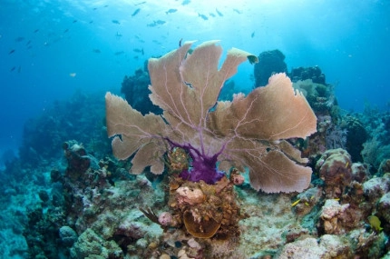 2-Tank Boat Dive in the Cayman Islands