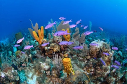 2-Tank Boat Dive in the Cayman Islands