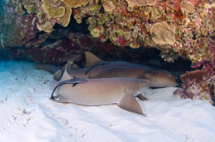 2-Tank Boat Dive in the Cayman Islands