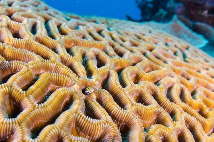 2-Tank Boat Dive in the Cayman Islands