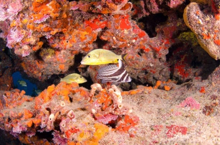 2-Tank Boat Dive in the Cayman Islands