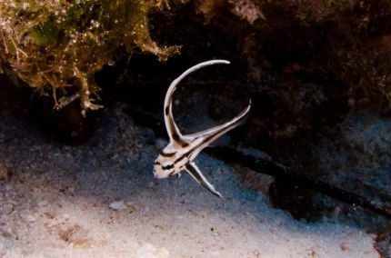 2-Tank Boat Dive in the Cayman Islands