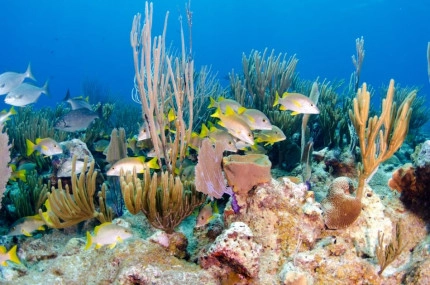 2-Tank Boat Dive in the Cayman Islands