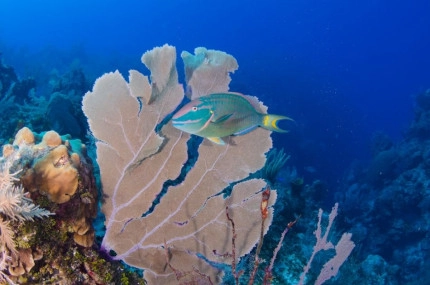 2-Tank Boat Dive in the Cayman Islands
